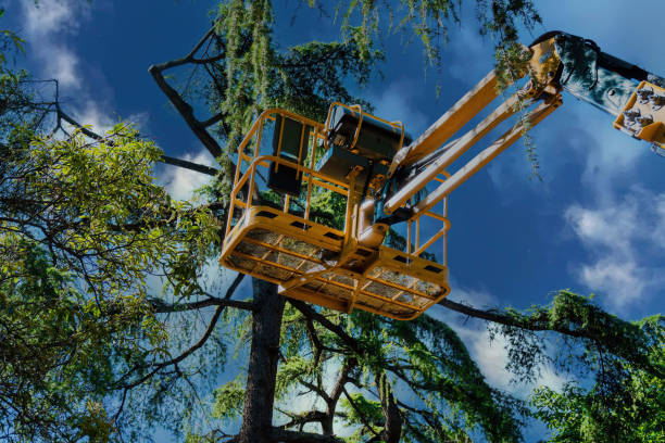 Reliable Ashwaubenon, WI Tree Removal and Landscaping Services Solutions